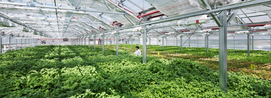 ĐƠN HÀNG ĐẶC ĐỊNH ĐẦU NHẬT NÔNG NGHIỆP HÁI LÁ TÍA TÔ