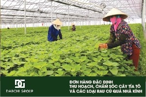 ĐƠN HÀNG ĐẶC ĐỊNH ĐẦU NHẬT NÔNG NGHIỆP HÁI LÁ TÍA TÔ