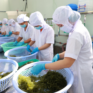 ĐƠN HÀNG CHẾ BIẾN TẢO BIỂN