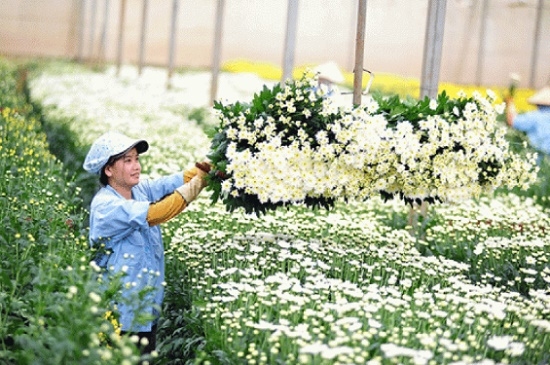 ĐƠN HÀNG NÔNG NGHIỆP TRỒNG HOA CÚC