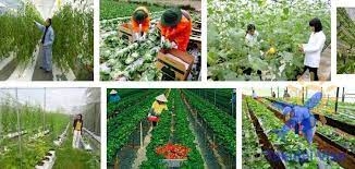 ĐƠN HÀNG NÔNG NGHIỆP TRỒNG HOA
